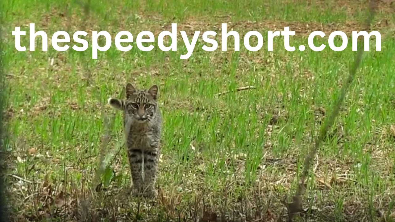 bobcat sounds