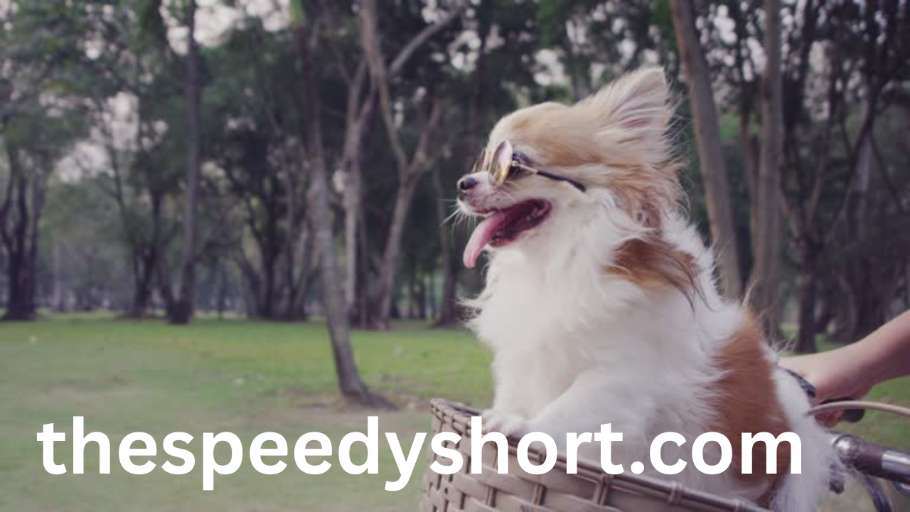 dog funny clips